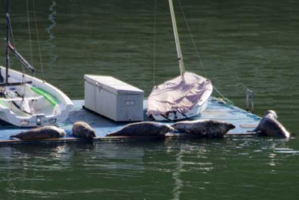 29 April 2023 - 09:30:41
Five blubbery chaps and chapesses sought comfort on the RDYC pontoon. The one on the extreme right wasn't so popular with the others who discouraged his arrival.
----------------
Seals in the river Dart, Dartmouth